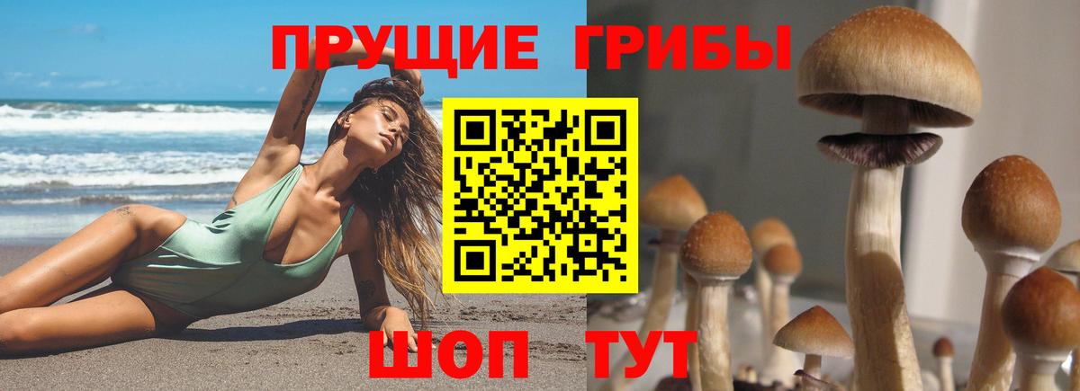 Галлюциногенные грибы Psilocybine cubensis Дубна
